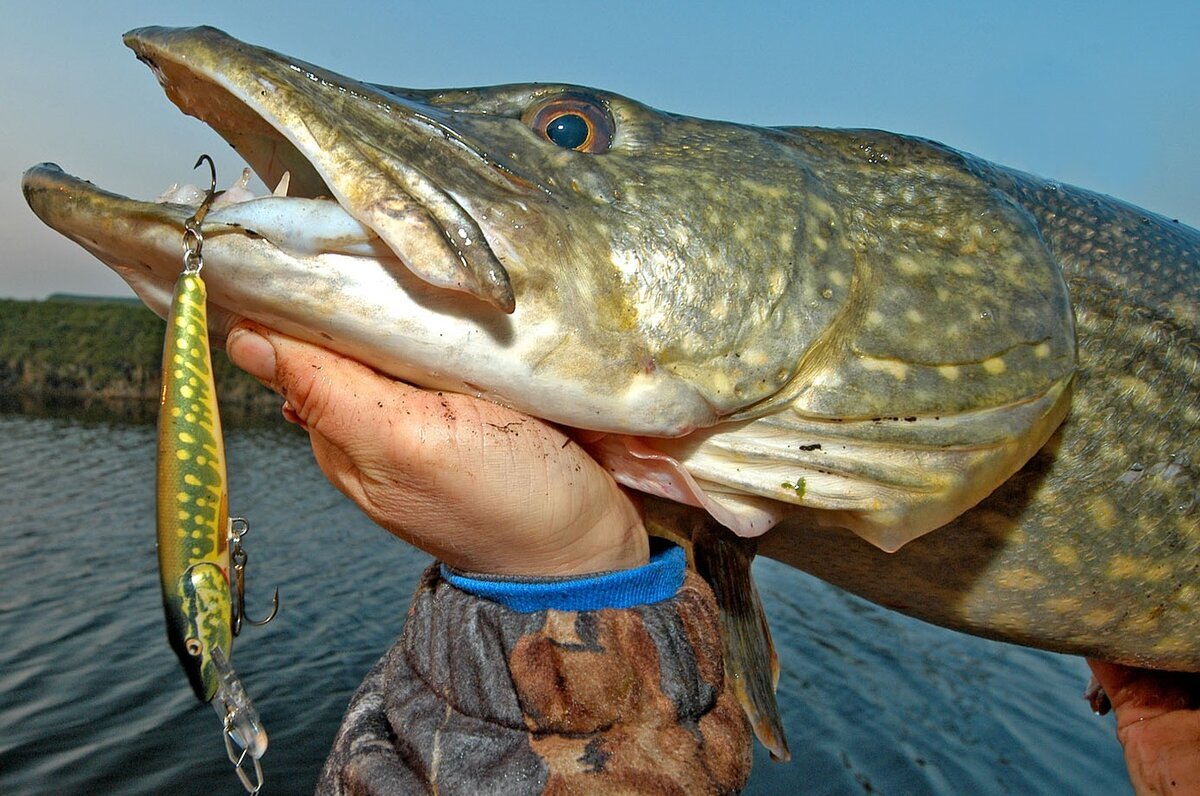 Ловля на воблеры