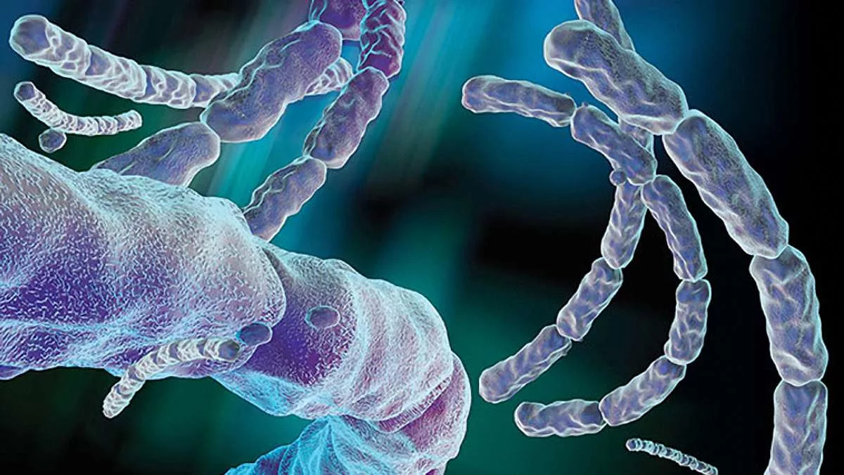 Бактерии сибирской язвы.