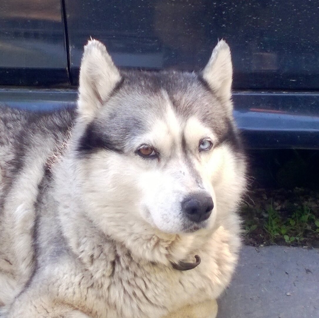 Сибирский хаски. Фото из личного архива