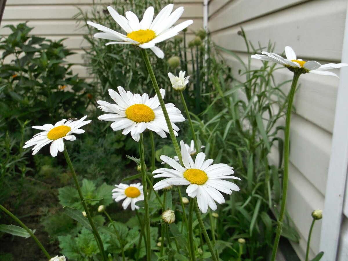 Нивяник Leucanthemum