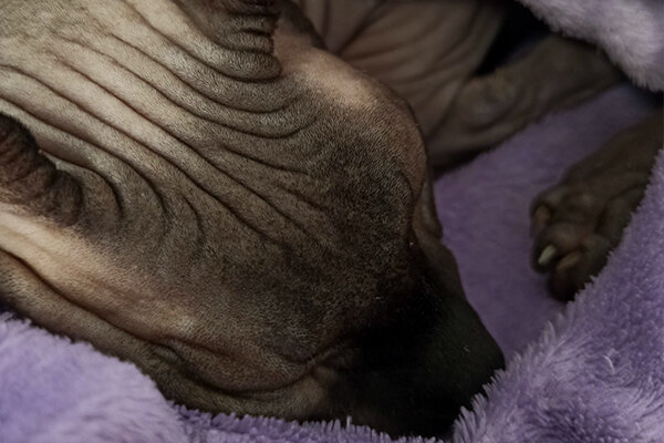 Да, еще он умеет спать и делает это часто. Черномырдин спит - картина маслом.