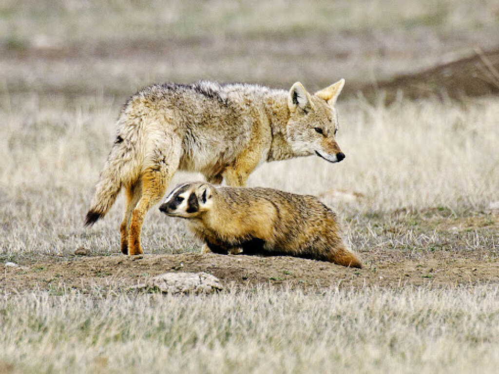 Койот и барсук.