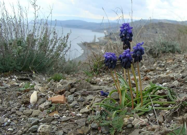 Мускарики - дикие гиацинты