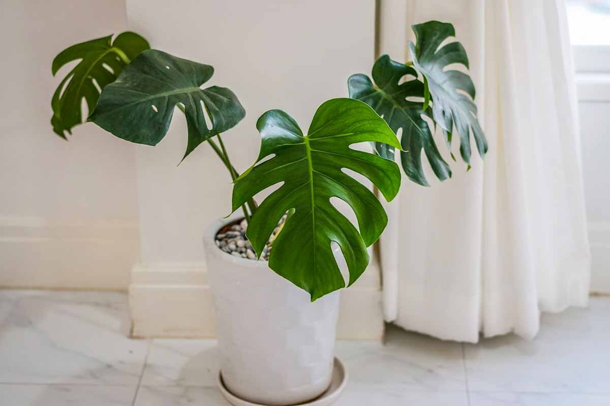 Монстера (Monstéra)