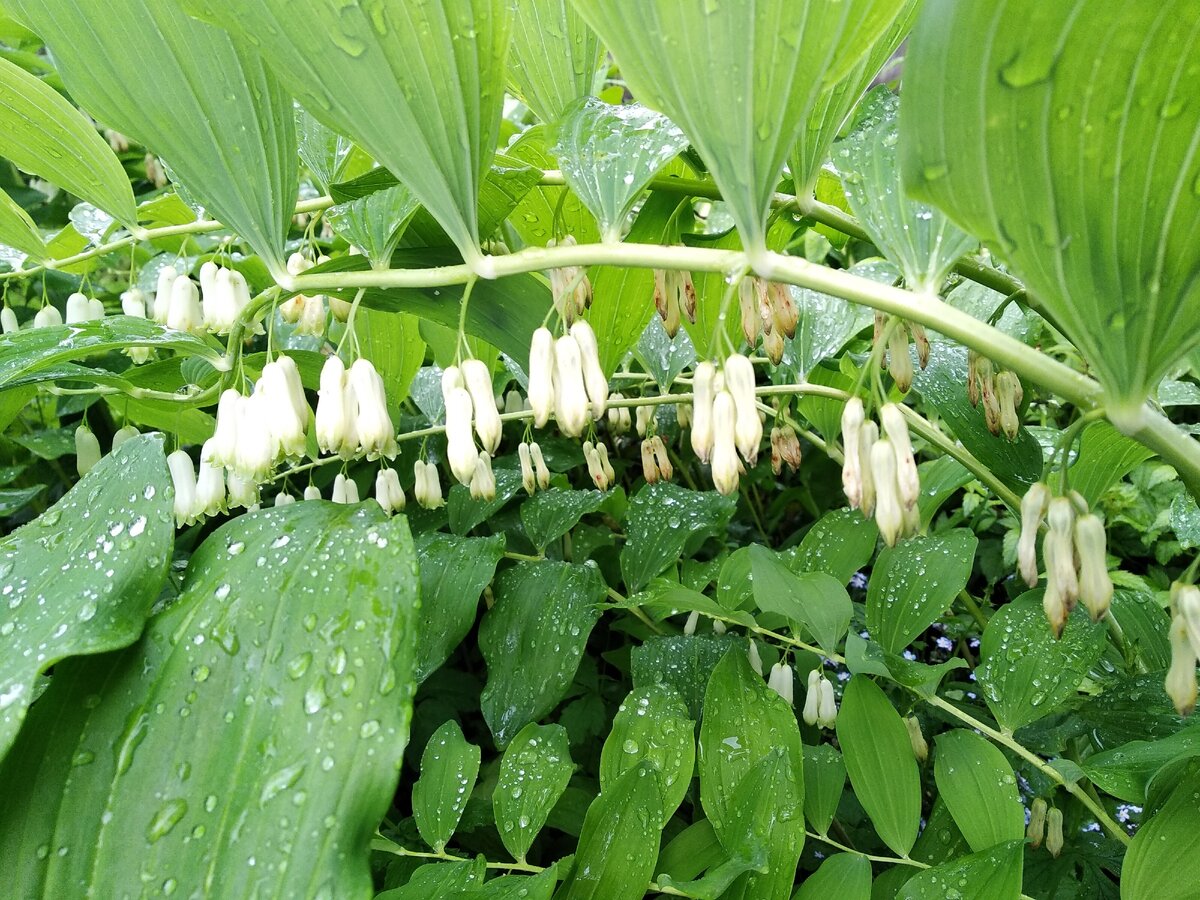 Купена многоцветковая – Polygonatum