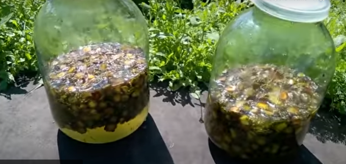 Молодые сосновые шишки отдают много полезных веществ и витаминов в будущий сироп.