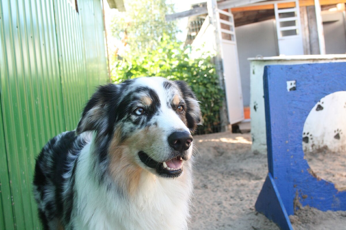 Наш гость Чарли