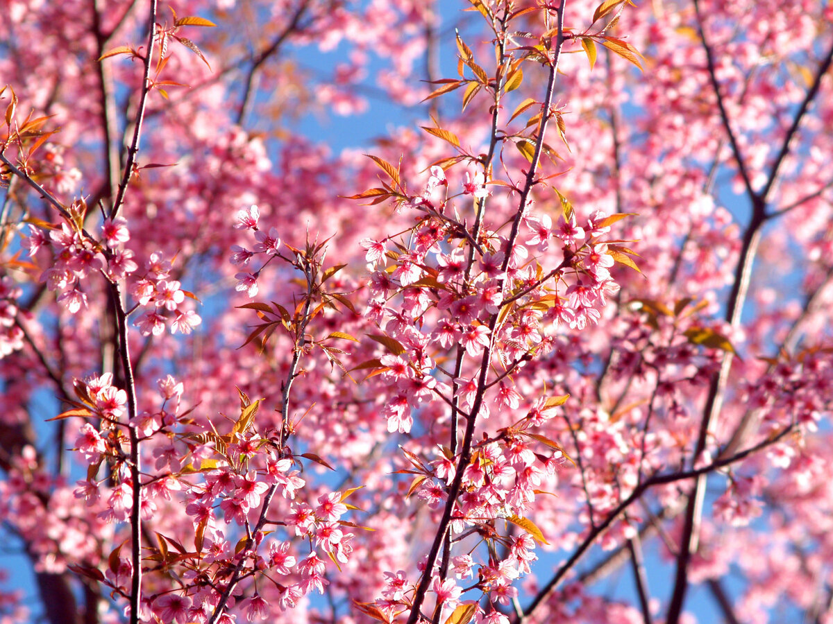 Фото автора icon0.com: Pexels
