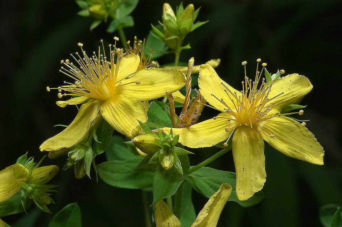 Фото из открытого источника