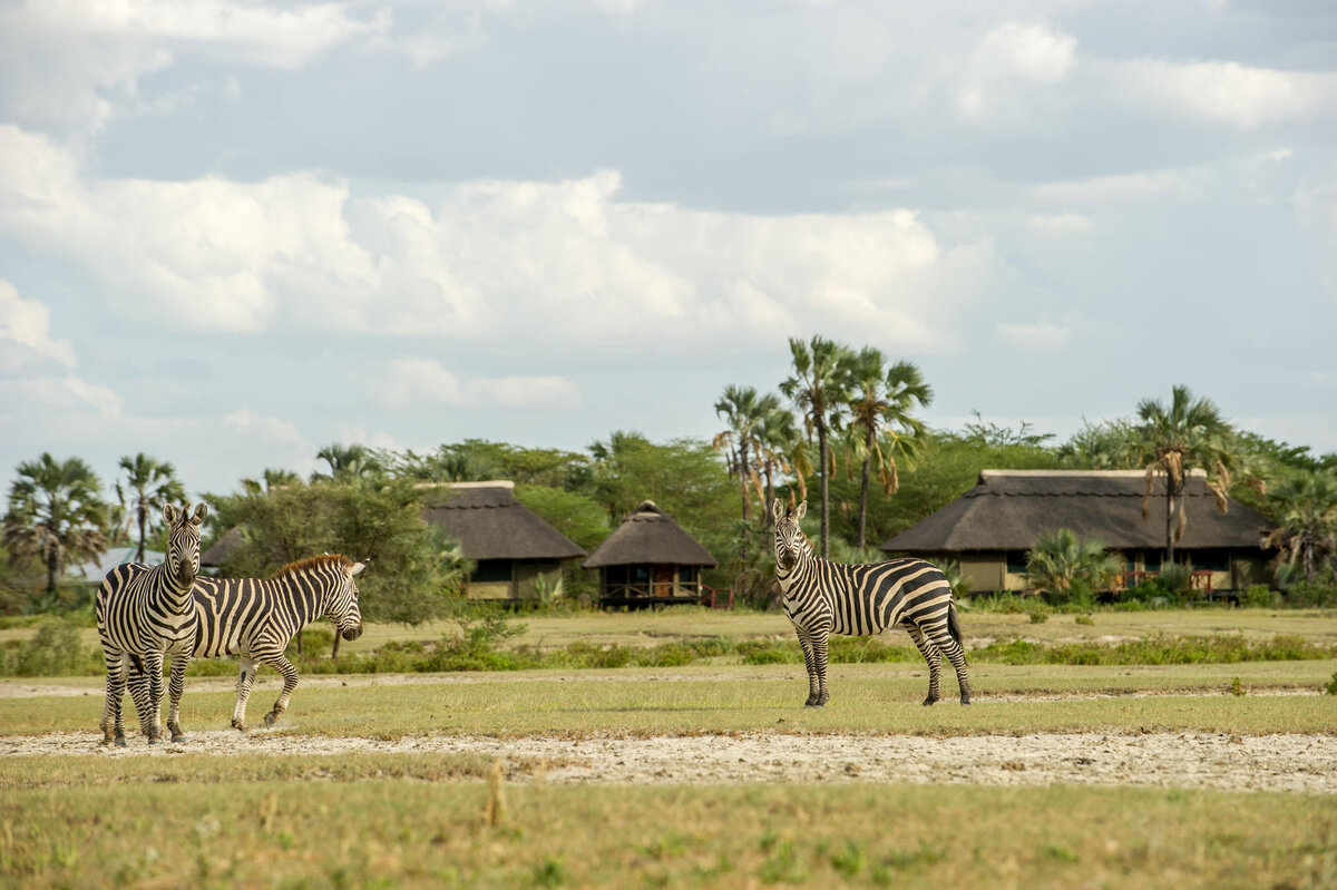 Maramboi Tented Lodge. Maramboi Tented Camp. Парк Тарангире. Национальные парки Танзании.