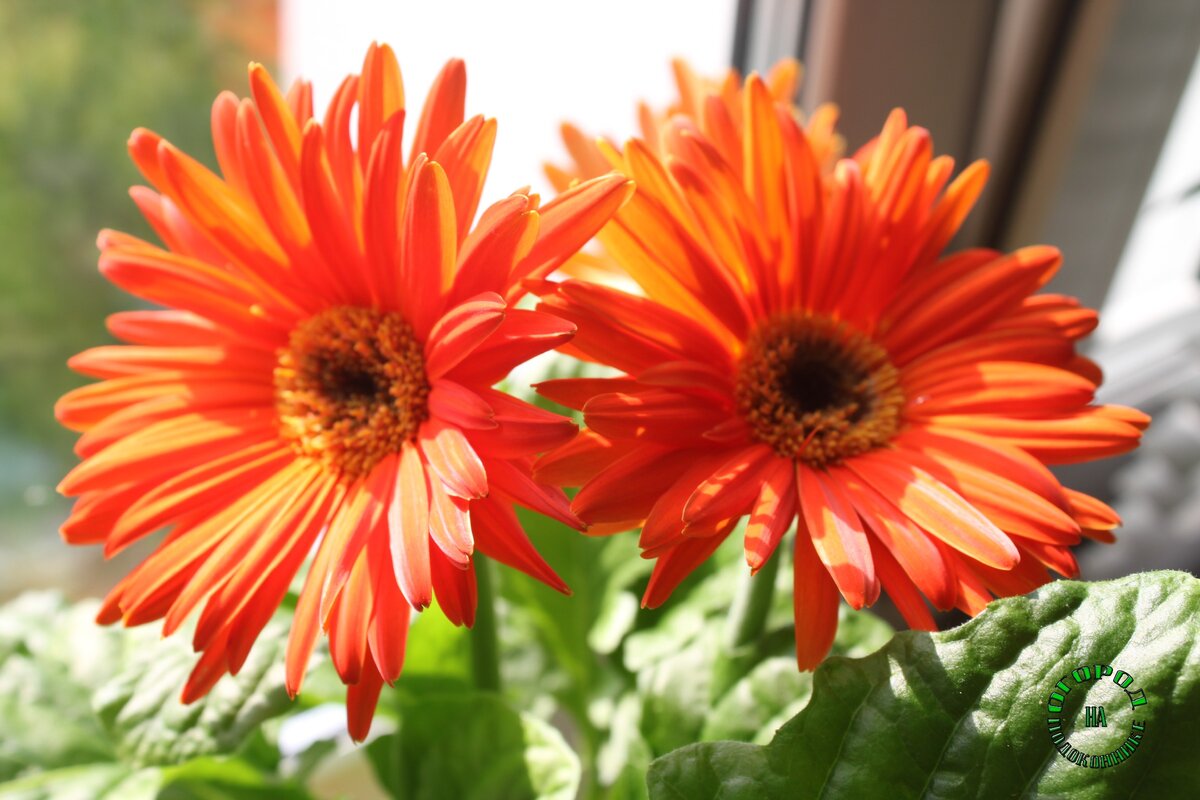 Гербера (Gerbera)