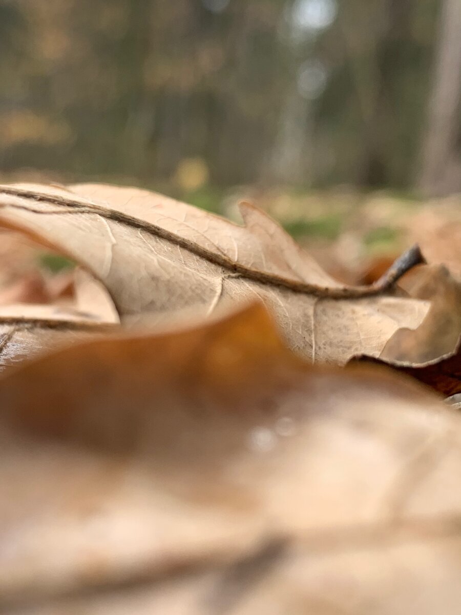 Фото Алена Конова