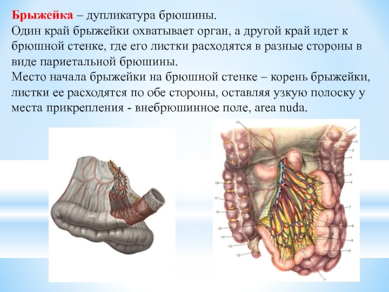 Брыжейка (рис. 1.1)