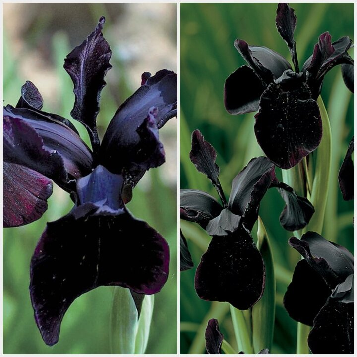 Чёрная ночь 