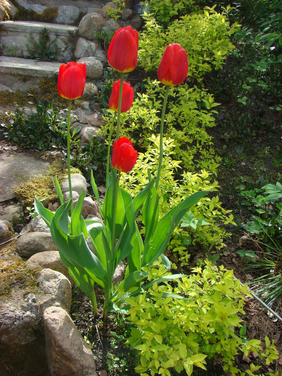 Главный весенний красный, это, конечно, тюльпан. Во всех своих вариациях.