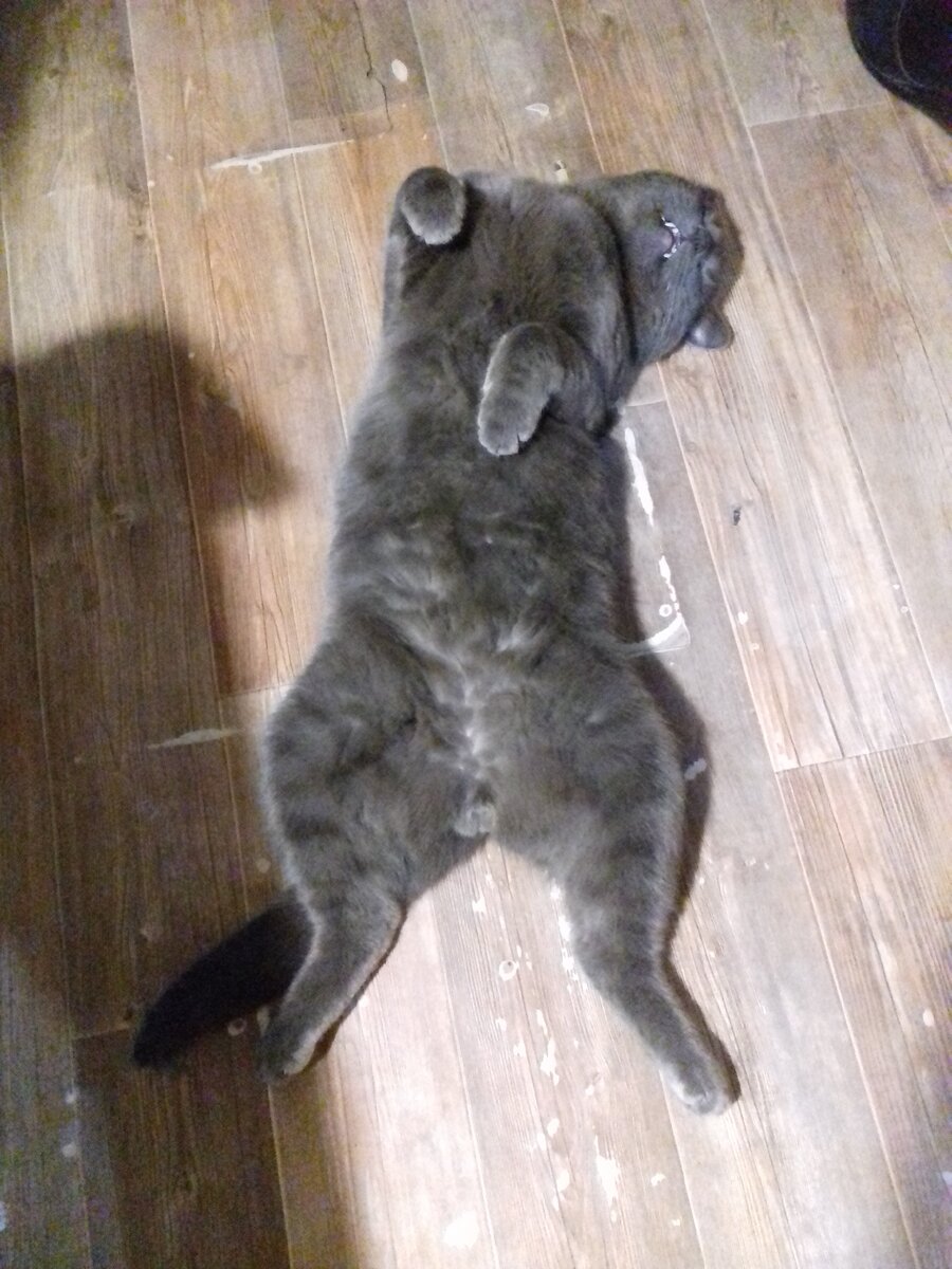 Когда ваши детки за копейки, оболваненные и обкуренные ринулись убивать и грабить. Воспитанные вами с внутренним гнильём, мародёрили не гнушаясь допотопного телевизора, гнилой жигулёвской копейки и даже выдранных с петель дверей и рам. Где вы были ныне стенающие. С кастрюлями на тупых бошках, встречали караваны с награбленным. Вы же толпами записывались в освободители. Хорошо было грабить и убивать. Взрослые мужики ехали убивать, безоружных людей, за то, что не хотели и не хотят жить с такой смердящей тупой жадной мелочной сволочью. Ваши внучки мечтали в кружевных труселях, с кастрюльками на голове, дрыснуть в Европу. Так они и получили, что хотели. Раком стоят на полях пшеков. Да вероятно не только на полях, с таким воспитанием. Получив по морде в нескольких котлах, разбежались по хуторам. Но не перестали гадить в руку, которая вас кормила столько лет. Вы взрослые люди, забыв, что мы одна семья, что мы братья и сёстры, что мы вскормлены одним молоком, плюёте в лицо. И ещё смеете стонать как вам плохо. Вы аплодировавшие, когда сжигали детей в Одессе, стонете, что вас не кому стало кормить. Как вас назвать людьми, если днём Вы просите щепотку соли у соседа, а вечером крадётесь его поджечь. Или молча наблюдаете как это делает другой. Мародёрите свою историю, сносите памятники вашим же отцам и дедам, называя это декоммунизацией. Да вы в лучшем случае в хлеву у оккупантов жили и питались вместе со свиньями. В самом лучшем. А впрочем с таким с самого детства внутреннем гнилым воспитанием, может там вам и место.