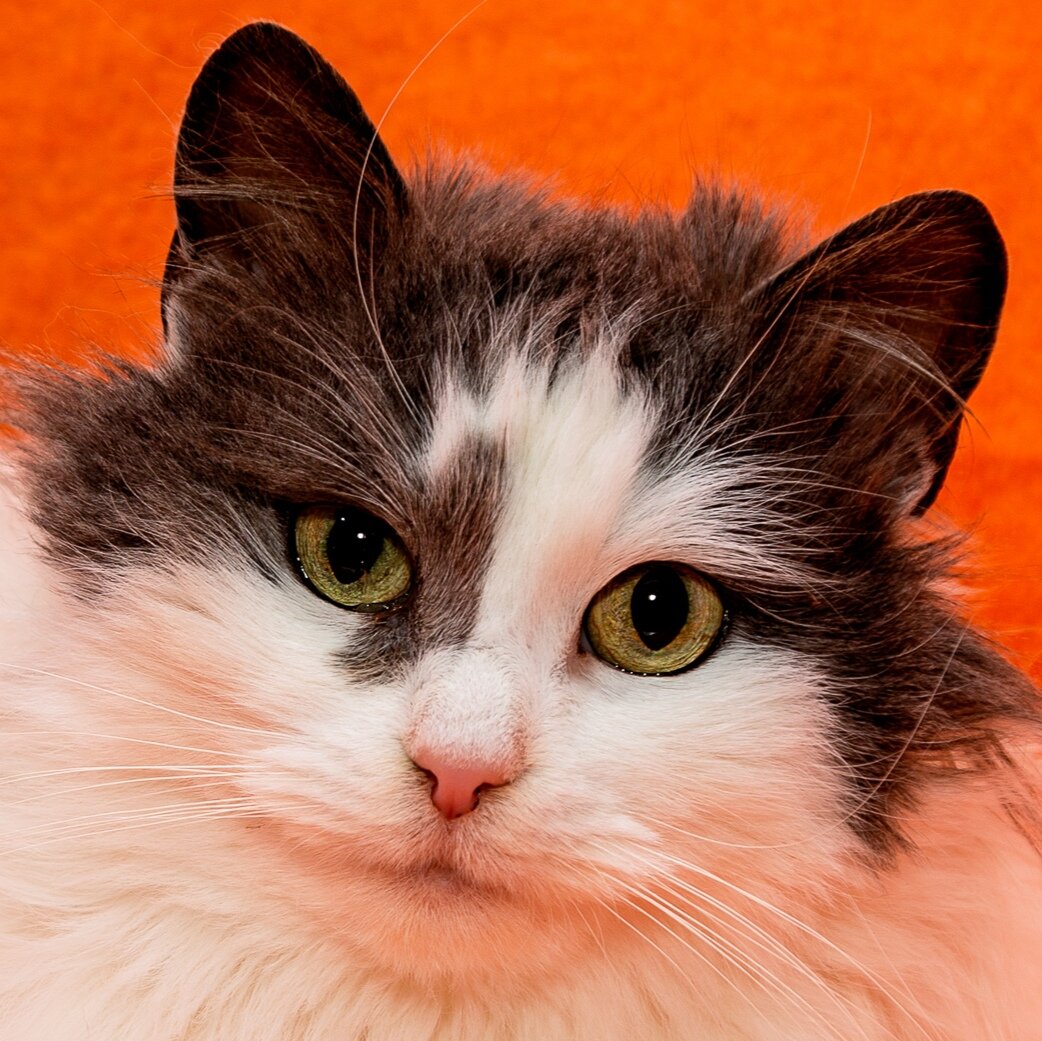 Удивительной красоты глаза у Булочки