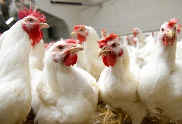 Когда ощипывала, они все время "в глазах стояли"... Именно их лица)