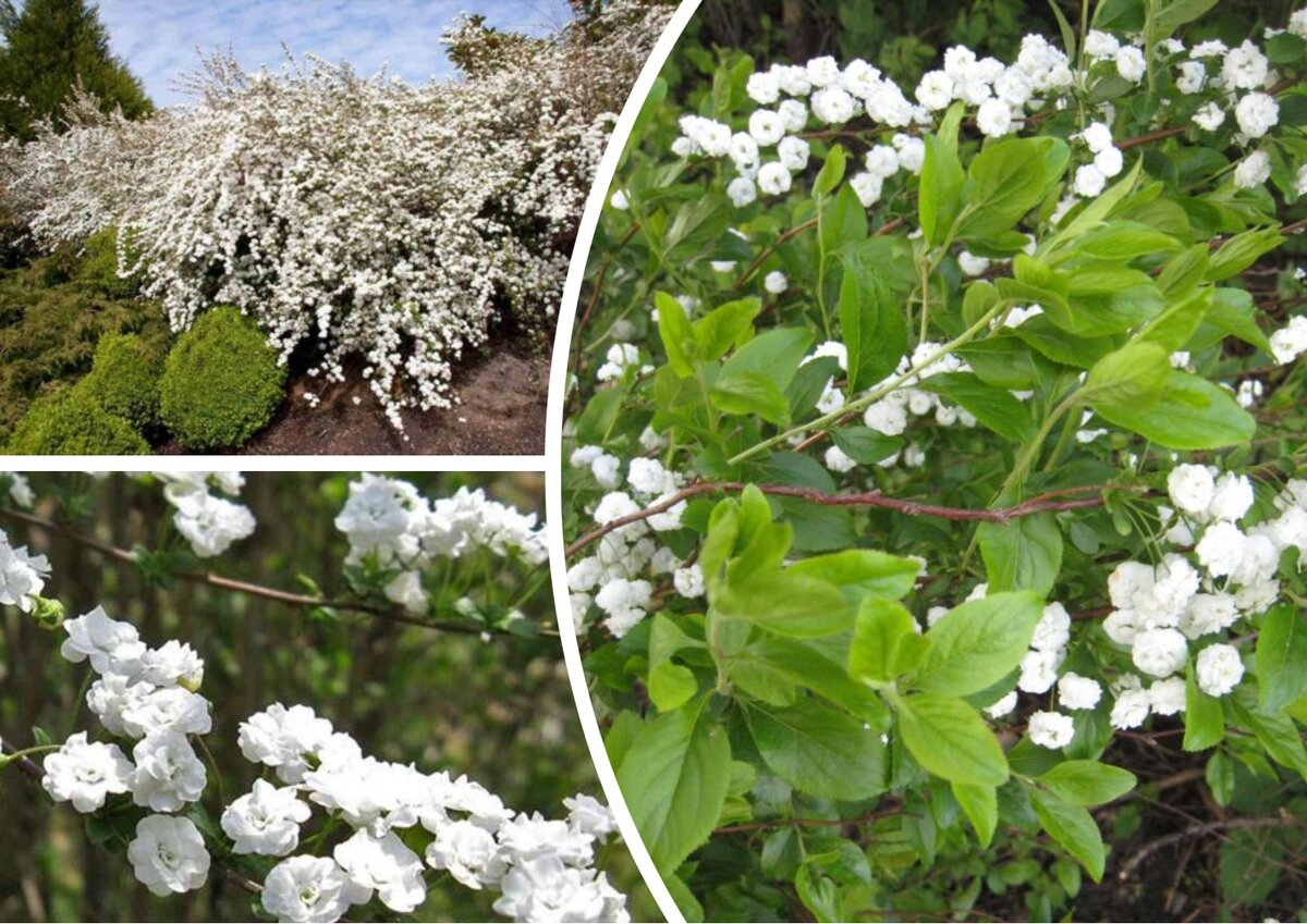 Спирея сливолистная (Spiraea prunifolia)