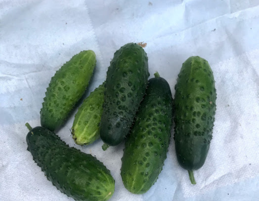 мои огурчики