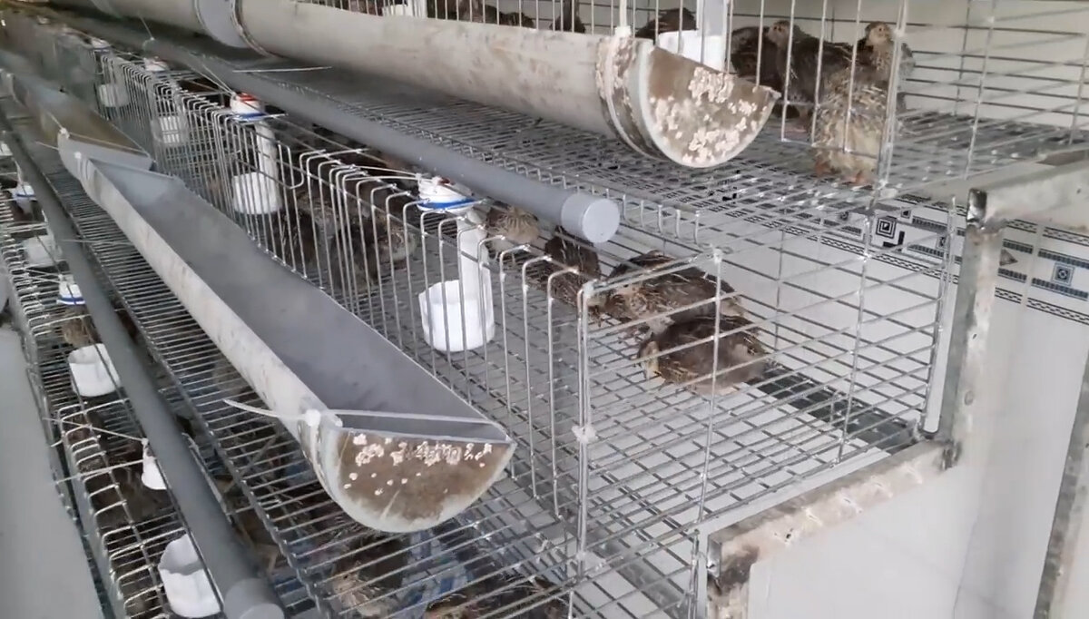 Каскадкая клетка для перепелов, вид сбоку