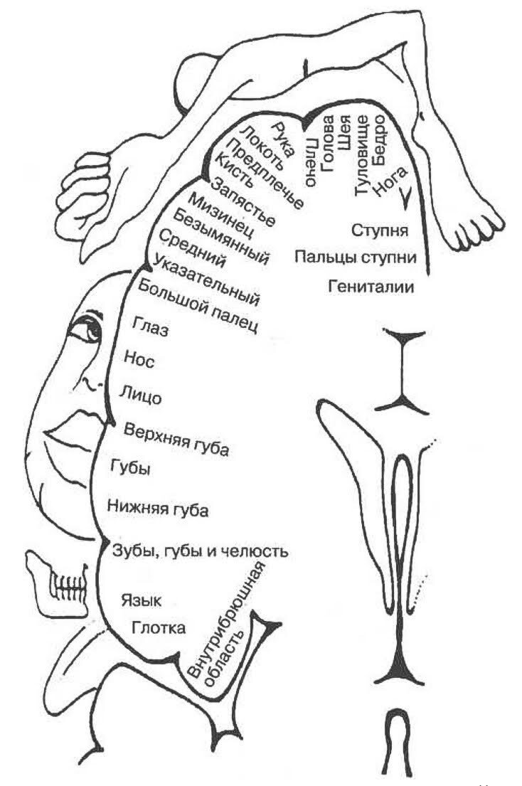 ленивый мозг. строение головного мозга прецентральная извилина. мозг рассказывает книга. карта мозга пенфилда. мозг думает.