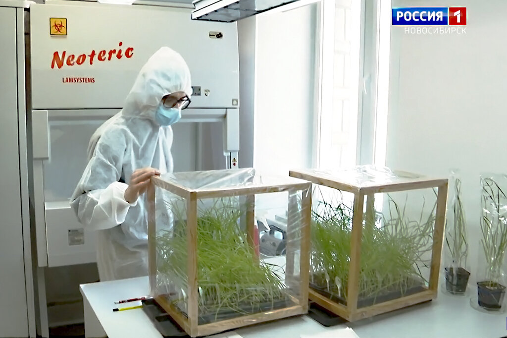 Новосибирские учёные изучают поражающий пшеницу грибок www.nsktv.ru