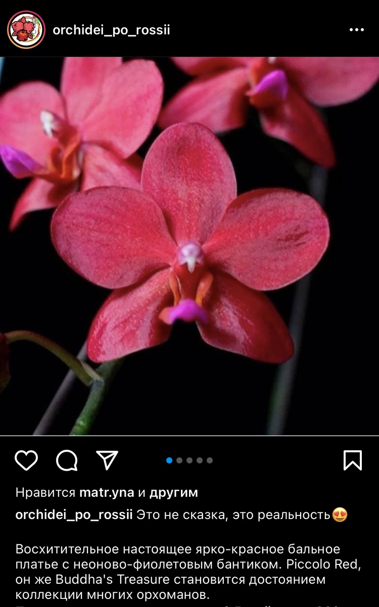 Сокровище!!! Восхитительный сорт!