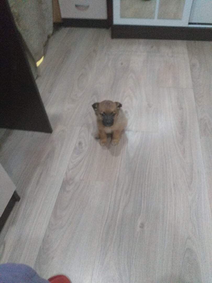 вот такая Пуговка стала, правда не подросла. 