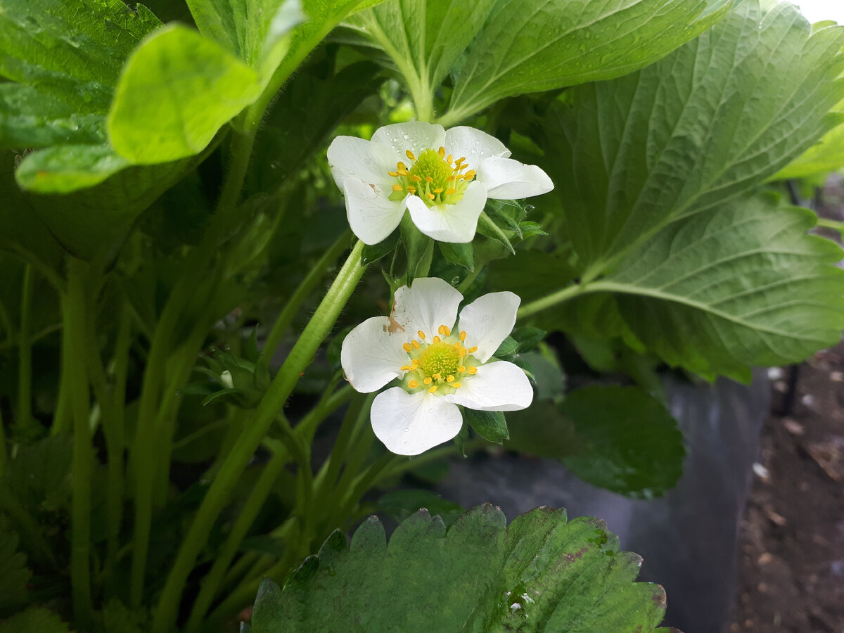 Моя клубничка зацвела. Это сорт "Прими"