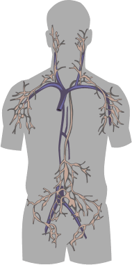 Лимфатическая система