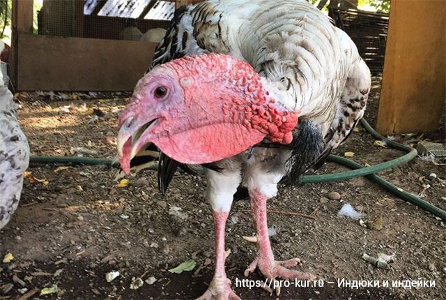 Добрый день! Обычно мясо любых птиц-бройлеров на вкус намного лучше обычного, так как оно мягче, сочнее и даже привлекательнее на вид.-13