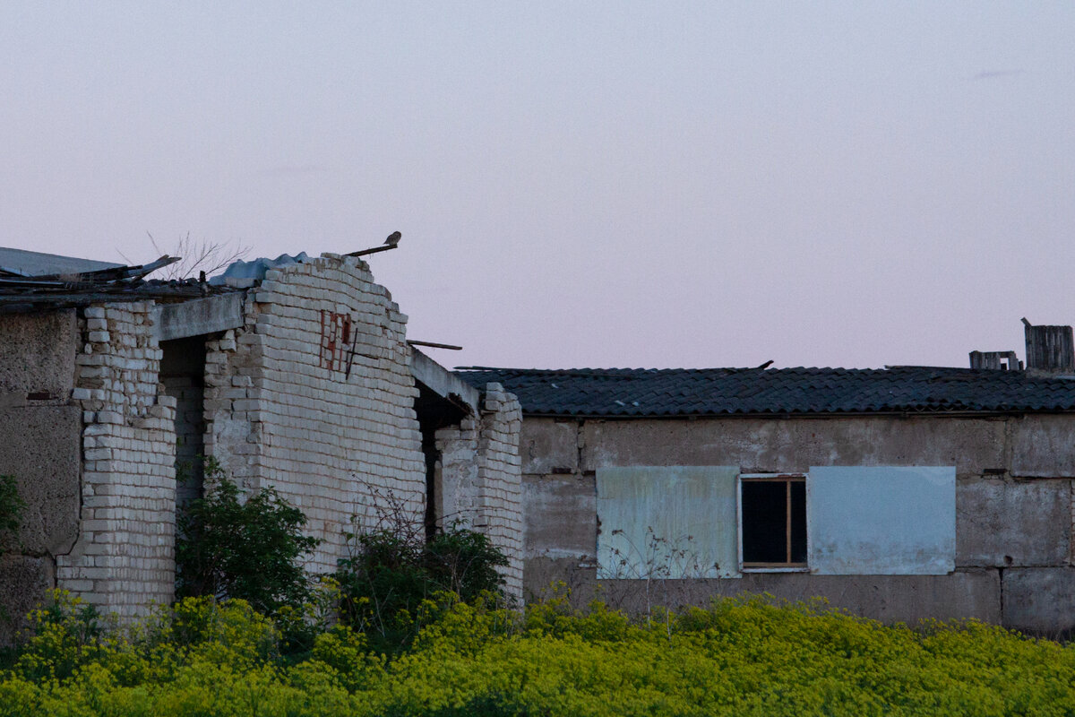 Домовый сыч на выступающей доске. Нижегородская область. Фото автора