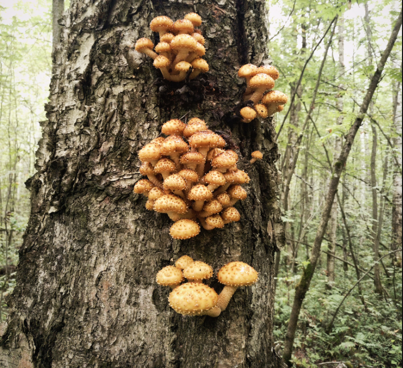 Автор фото Макс Иванов
