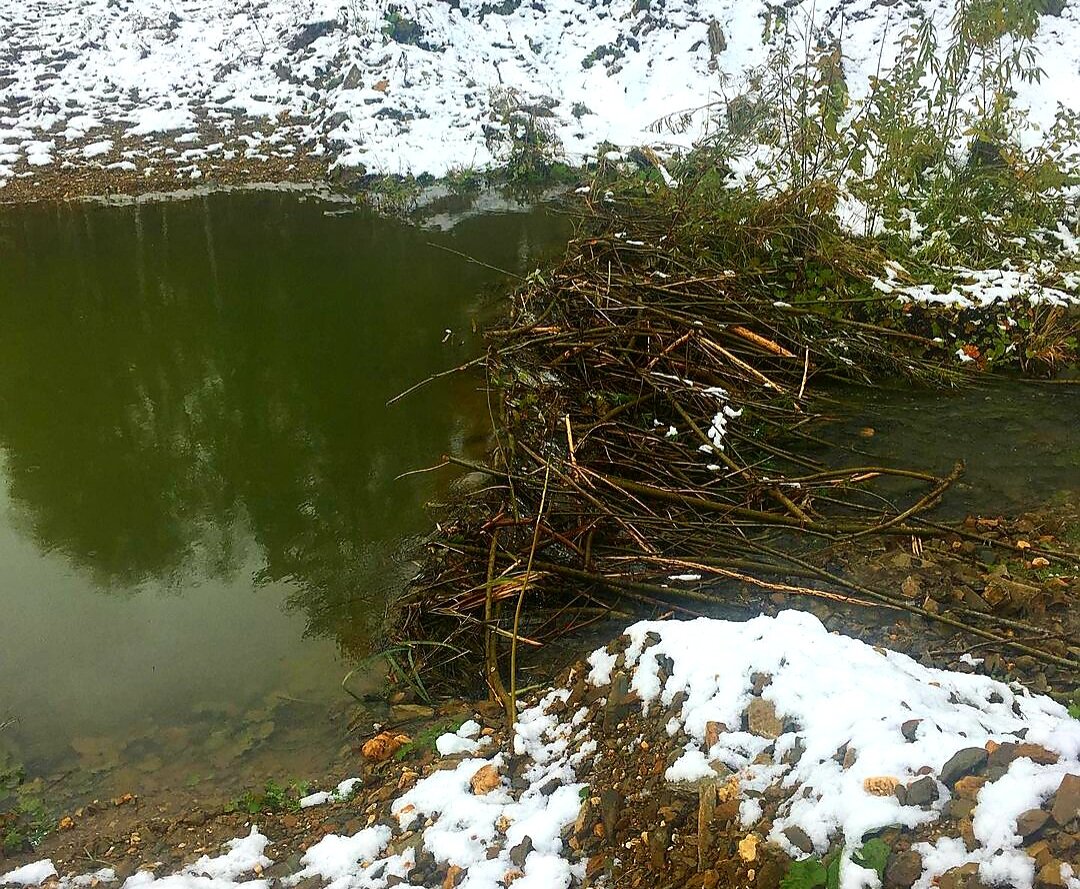 Бобровая хатка. фото @anna.chicherina