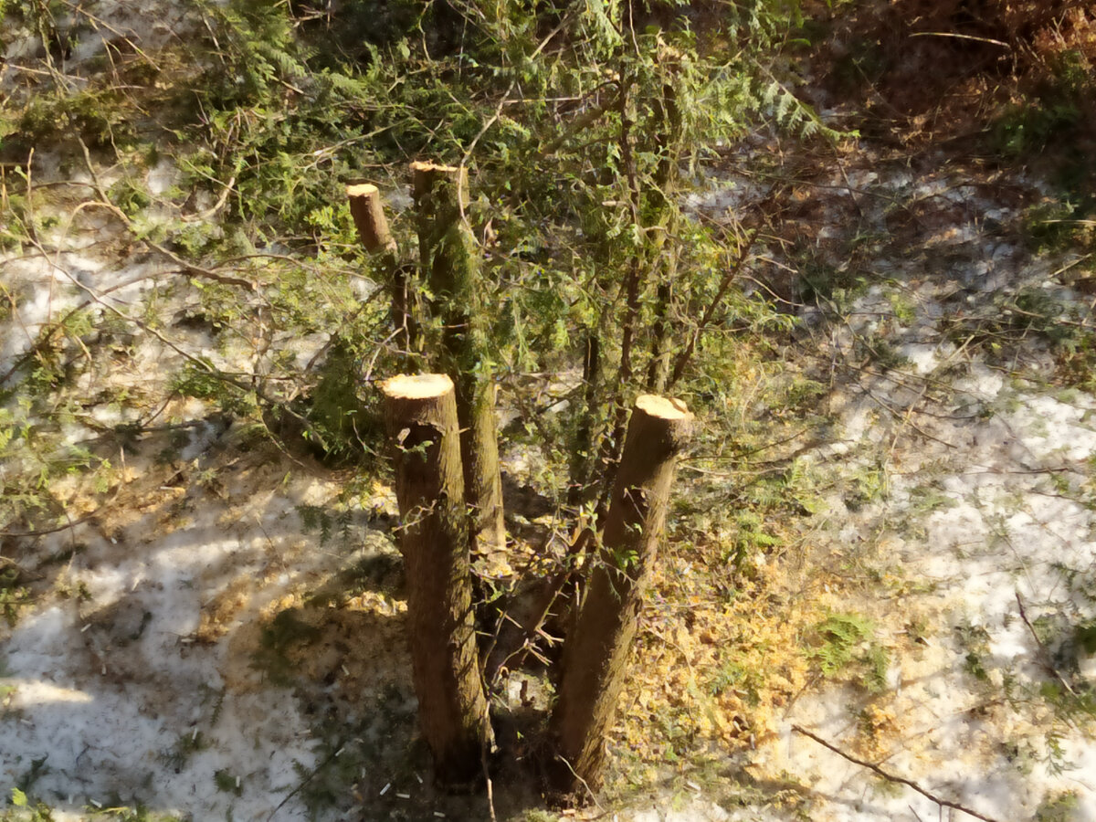 Можжевельник, который рос тридцать лет рядом с домом.