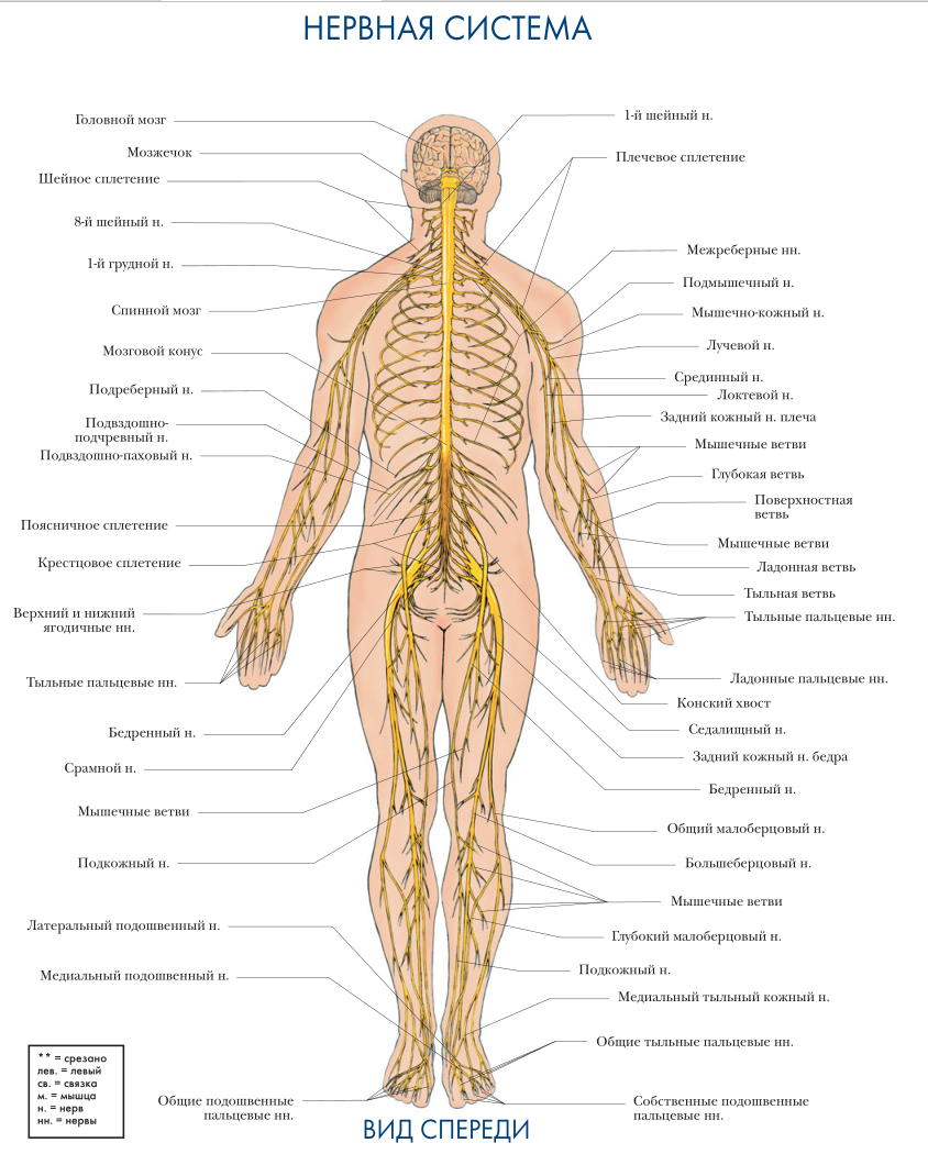 Основные нервные стволы тела человека. (Иллюстрация из открытых источников)