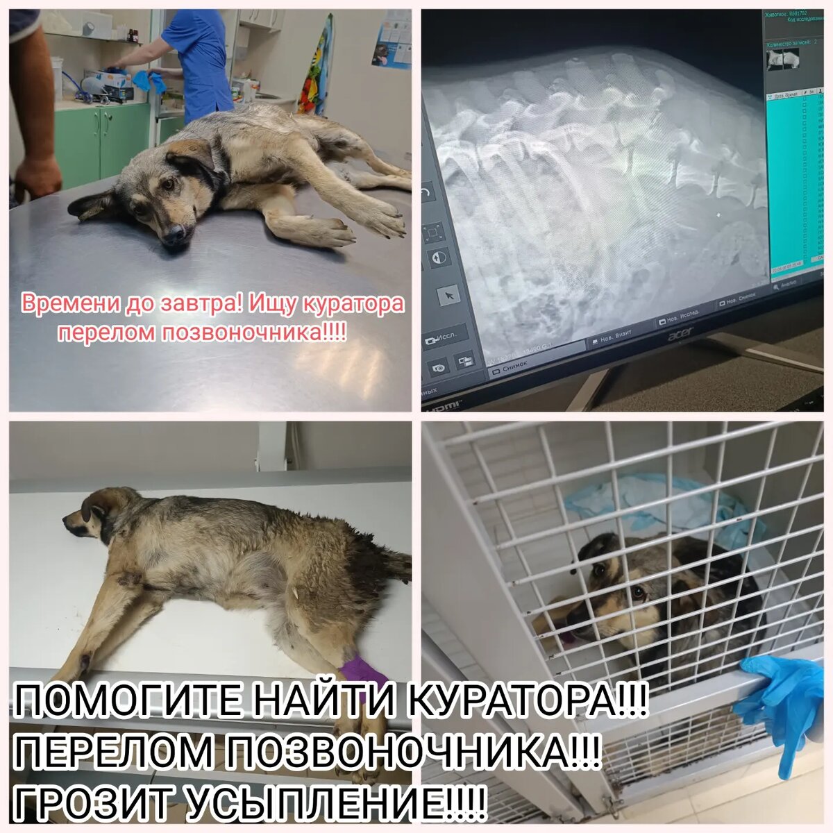 ВОЛГОГРАД!! МОСКВА, ПИТЕР!! КТО УГОДНО! ПОМОГИТЕ НАЙТИ КУРАТОРА СПИНАЛЬНИКУ🆘 ГРОЗИТ УСЫПЛЕНИЕ! 😭 Больше выходов нет!!!! 
У собаки перелом позвоночника со смещением. Но есть гбч и есть шанс выработать спиральную ходьбу! 
Найдём вариант доставки в другой город... 
Пожалуйста помогите репостами!!! Времени совсем нет!!! 
По всем вопросам 8 960 892 17 31
Для репостов https://vk.com/wall-197011667_514
https://www.instagram.com/p/CeoLWKxqkYL/?igshid=YmMyMTA2M2Y=
