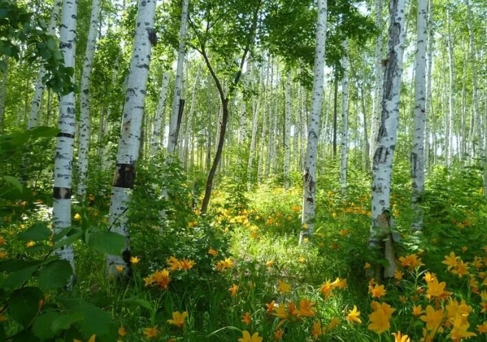 Лето всегда - сказка