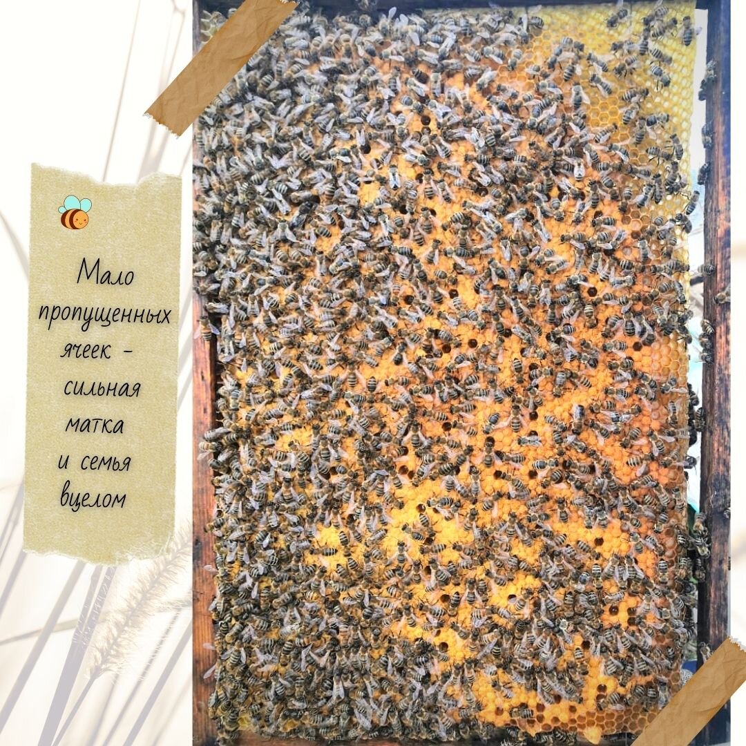 Расплодная рамка