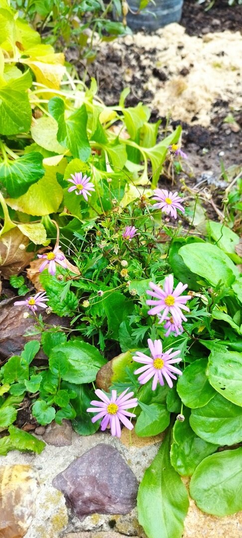 Второй кустик брахикомы на маленькой клумбе