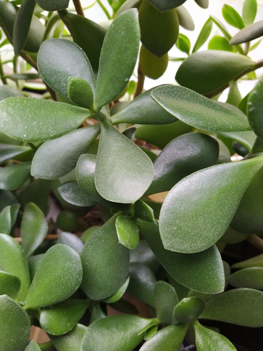 Флешмоб к предобучению мастеров игры ПРОСТО Татьяны Мужицкой и Антона Нефёдова
