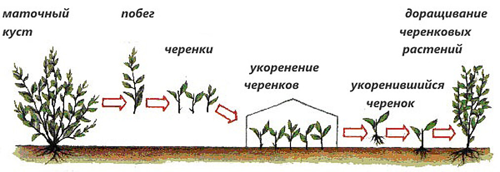 Фото из интернета.