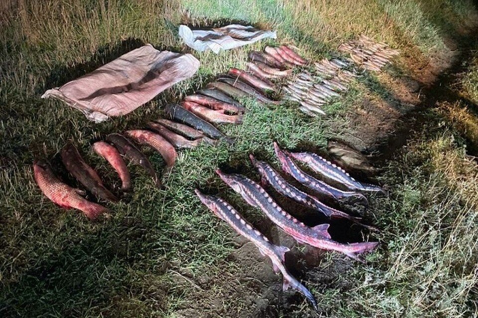     Ущерб после добычи ценной рыбы составил 800 тысяч рублей. Фото: пресс-служба погрануправления ФСБ России по РО
