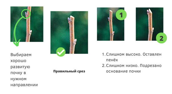 Нужно определиться с правильным местом среза.

