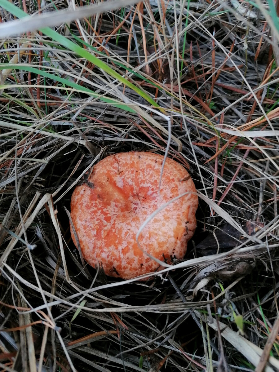 Гриб Рыжик. Фото автора. 