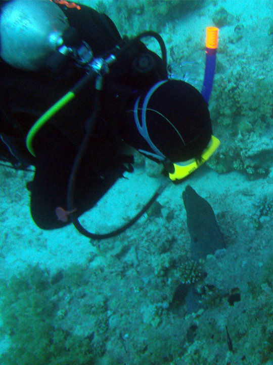 Дайвинг в Красном море. Поцелуй с муреной