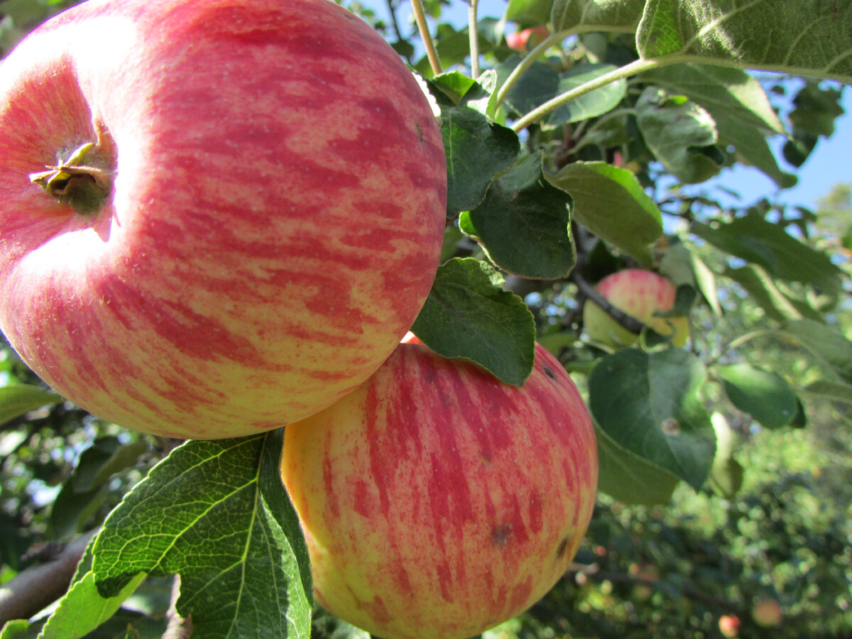 Фото из сада автора