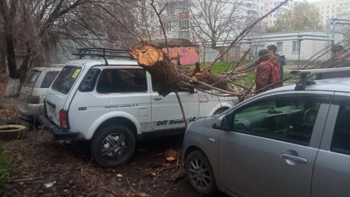 Рухнувшее дерево повредило несколько автомобилей в Батайске ночью 26 ноября  | RostovGazeta.ru | Дзен