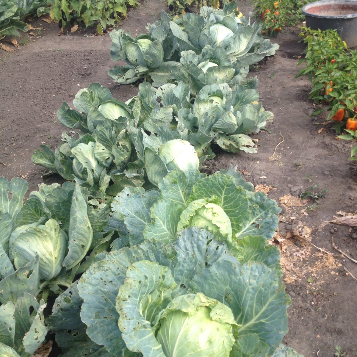 Белокочанной капусты  садим с запасом. Едим в свежем виде, делаем голубцы, начинку в пирожки, добавляем в борщ,, квасим. 